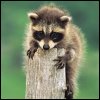 ikycyti's Avatar